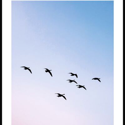 Vögel im Sonnenuntergang Poster - 30 x 40 cm