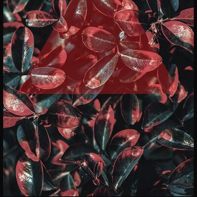 Kunstvolle Fotografie von tropischen Blättern mit rotem Dreieck - 21 x 30 cm