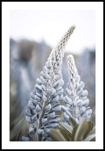 Affiche photographie florale avec fleur bleue - 30 x 40 cm 1