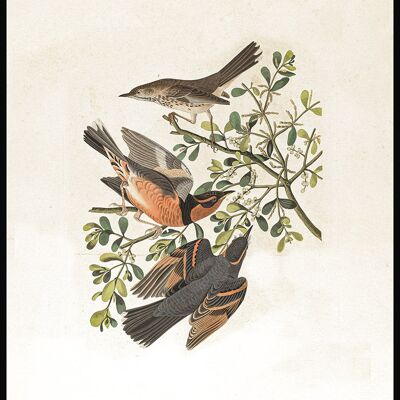 Affiche Vintage Illustration Oiseaux - 30 x 21 cm