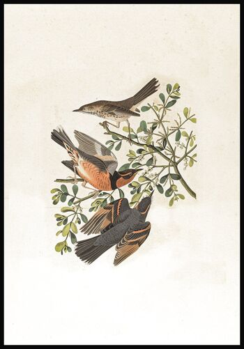 Affiche Vintage Illustration Oiseaux - 30 x 21 cm 1