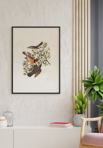 Affiche Vintage Illustration Oiseaux - 30 x 21 cm 4