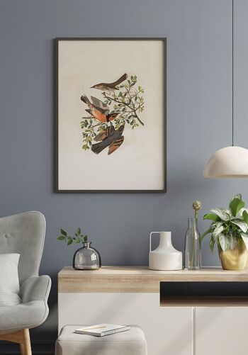 Affiche Vintage Illustration Oiseaux - 70 x 50 cm 5