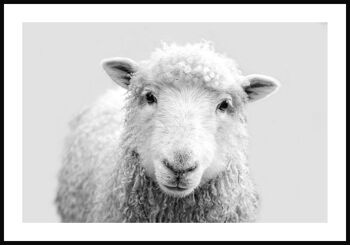 Affiche Portrait Moutons - 30 x 40 cm 1