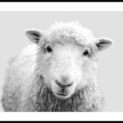Póster Retrato de oveja - 40 x 50 cm