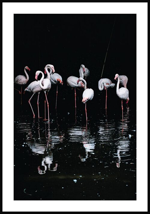Flamingo-Gruppe Poster - 21 x 30 cm