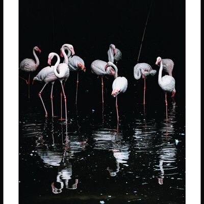 Flamingo-Gruppe Poster - 21 x 30 cm