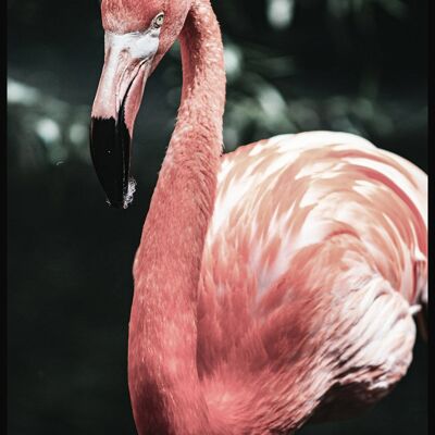 Flamingo Poster - 21x30cm