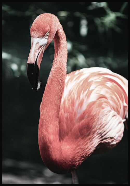 Flamingo Poster - 30 x 40 cm