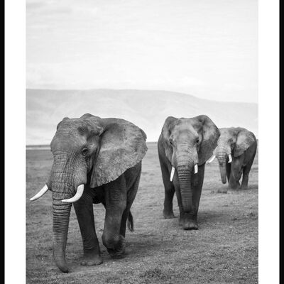 Elephant herd black and white poster - 21 x 30 cm