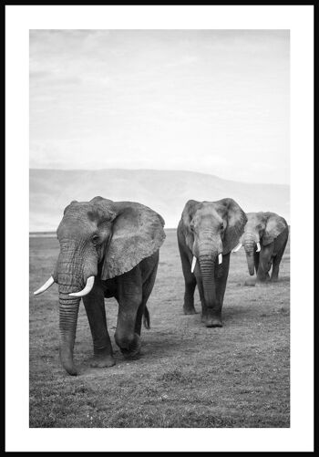 Affiche troupeau d'éléphants noir et blanc - 21 x 30 cm 1