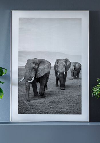 Affiche troupeau d'éléphants noir et blanc - 21 x 30 cm 5