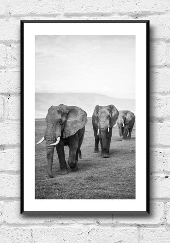 Affiche troupeau d'éléphants noir et blanc - 21 x 30 cm 6