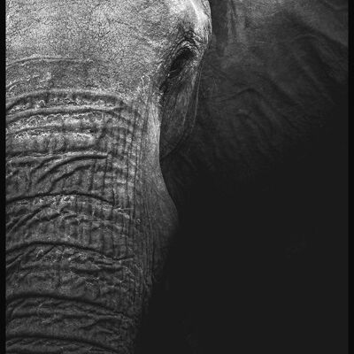 Affiche gros plan éléphant - 21 x 30 cm
