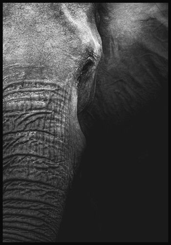 Affiche gros plan éléphant - 21 x 30 cm 1