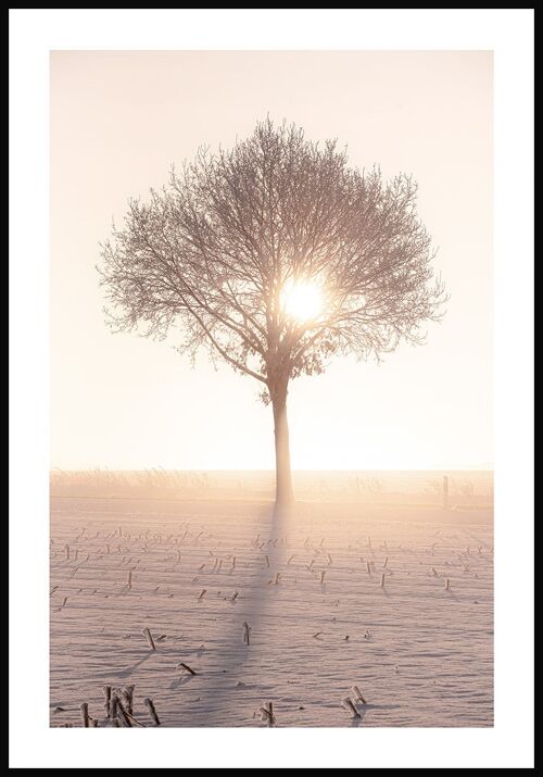 Fotografie Poster Baum in der Wintersonne - 30 x 40 cm