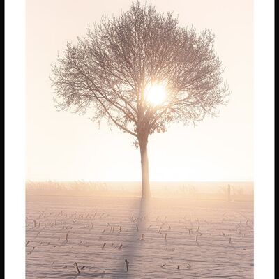 Poster Photographie Arbre au soleil d'hiver - 30 x 40 cm