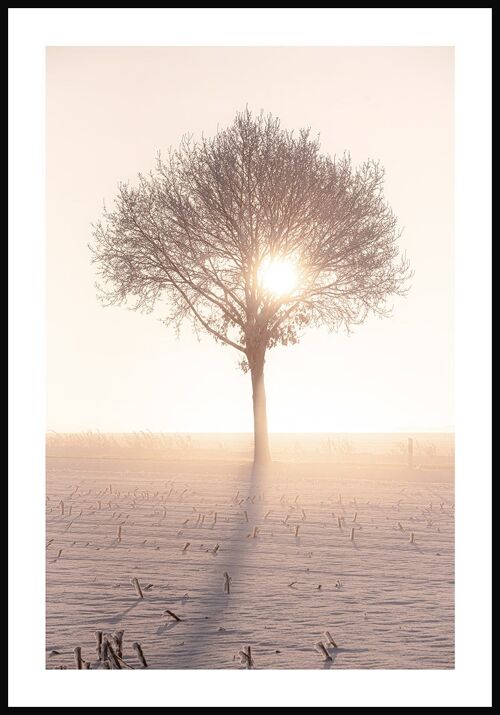 Fotografie Poster Baum in der Wintersonne - 40 x 50 cm
