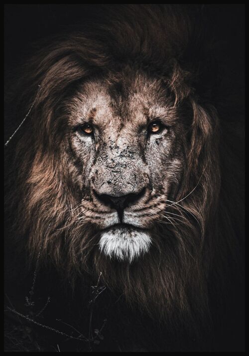 Majestätisches Löwen Poster - 21 x 30 cm