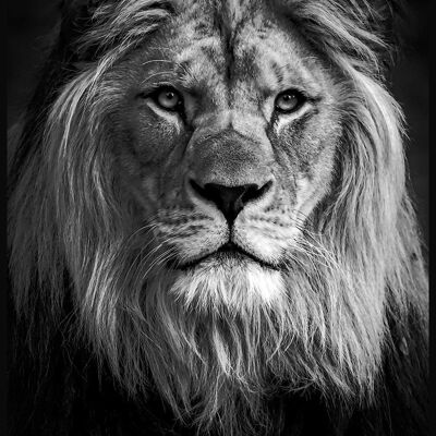 Affiche Photographie Noir et Blanc Lion - 21 x 30 cm