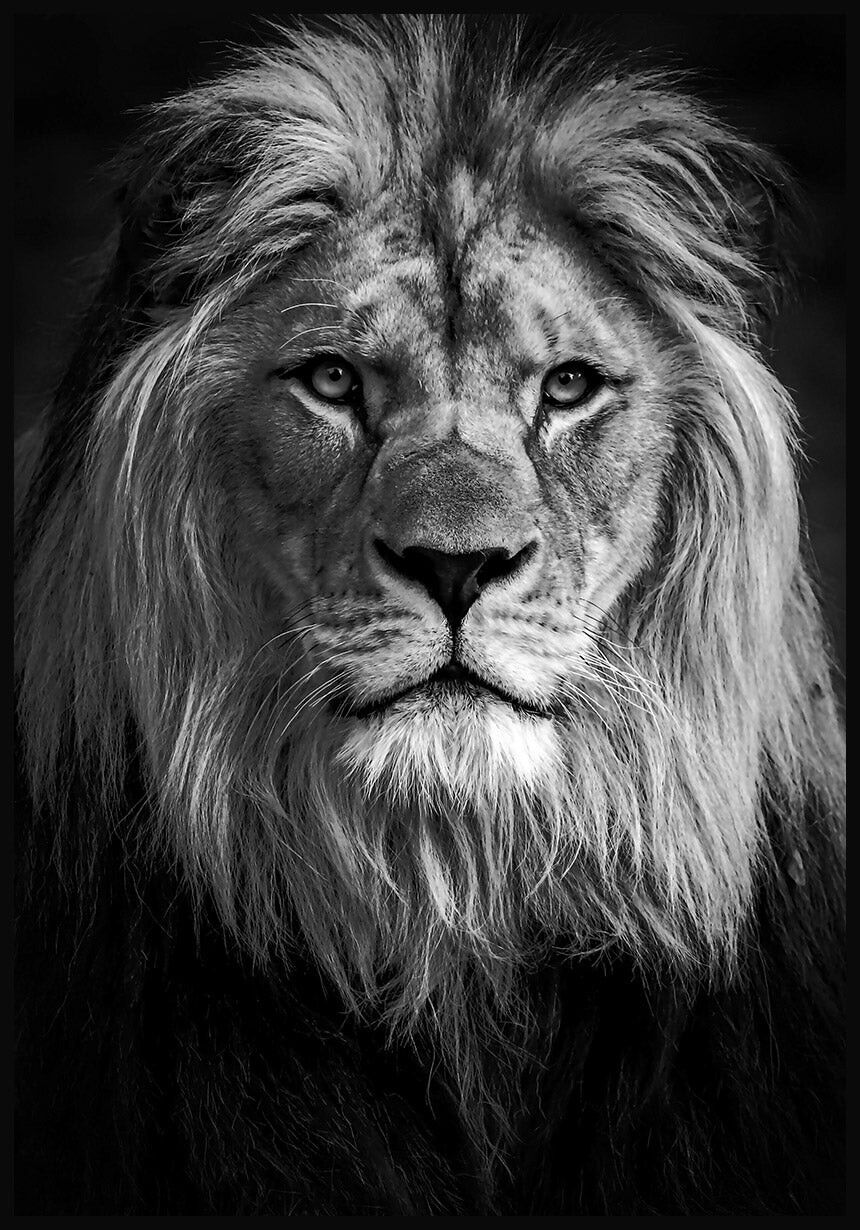 Affiche Photographie Noir et Blanc Lion 30 x 40 cm