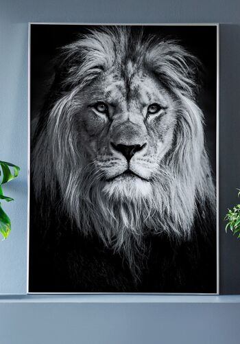 Affiche Photographie Noir et Blanc Lion - 30 x 40 cm 4