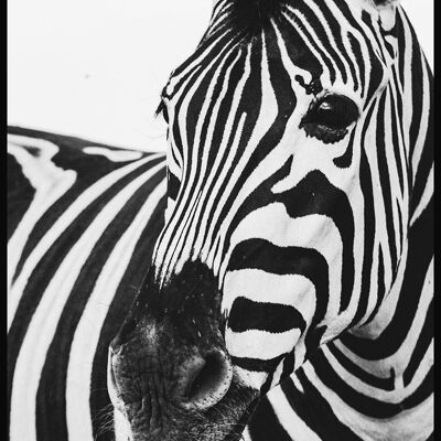 Affiche Photographie Noir et Blanc Zèbre - 21 x 30 cm