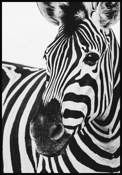 Schwarz-weiß Fotografie Poster Zebra - 50 x 70 cm