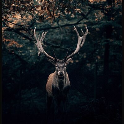 Photography Poster proud deer - 40 x 50 cm