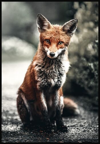 Affiche Renard roux dans la nature - 21 x 30 cm 1