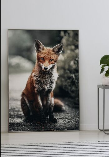 Affiche Renard roux dans la nature - 21 x 30 cm 2