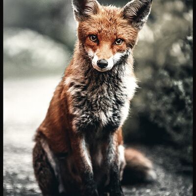 Zorro rojo en la naturaleza Póster - 40 x 50 cm