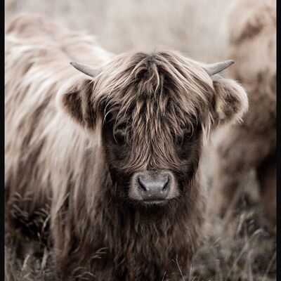 Affiche Highland Cattle - 21 x 30 cm