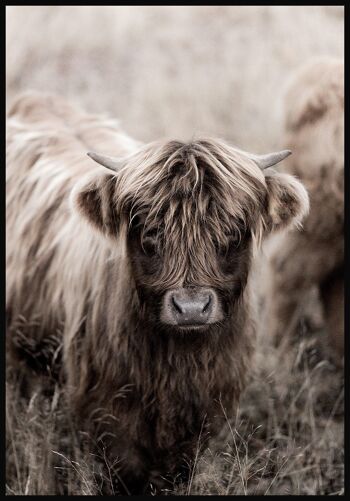 Affiche Highland Cattle - 21 x 30 cm 1