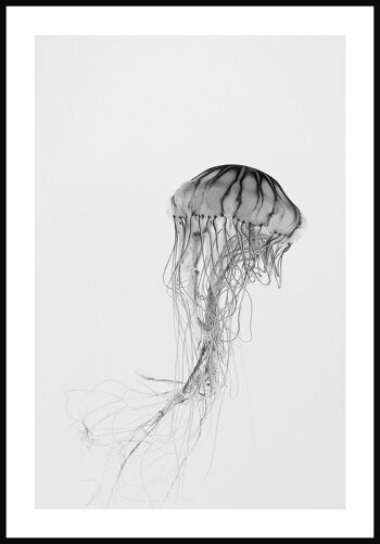 Affiche Photographie Méduse Noir & Blanc - 50 x 70 cm 1