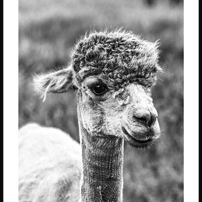 Póster retrato en blanco y negro de una alpaca - 21 x 30 cm