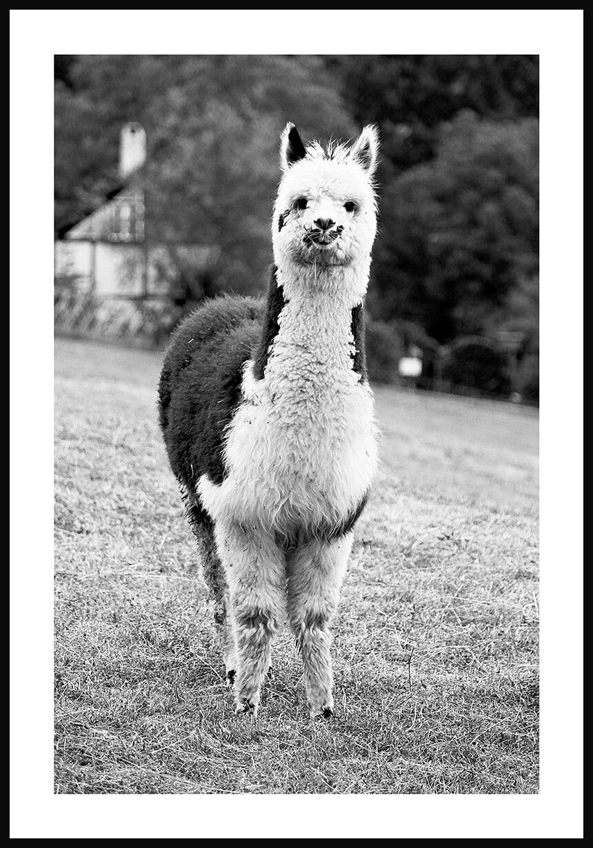 Kaufen Sie Schwarz wei Fotografie Poster eines Alpakas 30 x 40