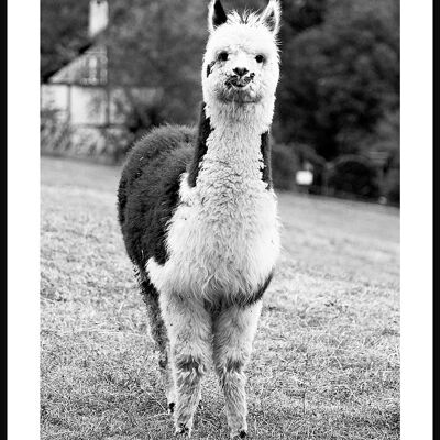 Póster de fotografía en blanco y negro de una alpaca - 30 x 40 cm