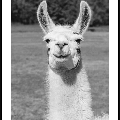 Black and white photography poster of a llama - 21 x 30 cm