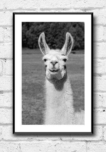 Affiche photographie noir et blanc d'un lama - 21 x 30 cm 4