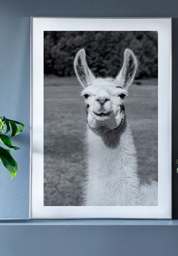 Affiche photographie noir et blanc d'un lama - 21 x 30 cm 5