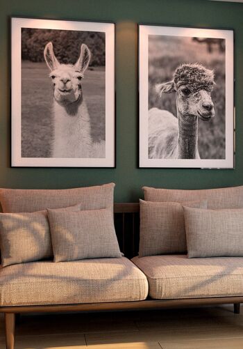 Affiche photographie noir et blanc d'un lama - 21 x 30 cm 6