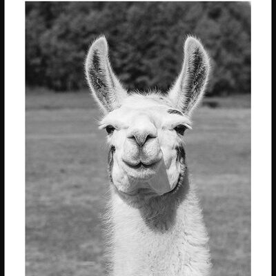 Schwarz-weiß Fotografie Poster eines Lamas - 30 x 40 cm