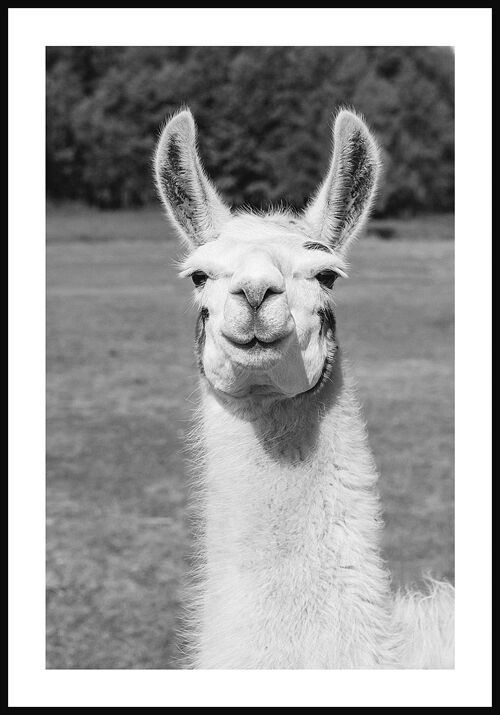 Schwarz-weiß Fotografie Poster eines Lamas - 50 x 70 cm