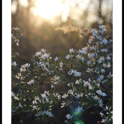 Affiche photographie prairie fleurie avec fleurs blanches - 21 x 30 cm