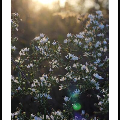Fotografie-Poster Blumenwiese mit weißen Blüten - 21 x 30 cm
