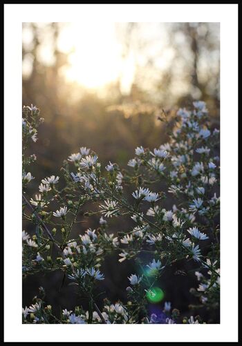 Affiche photographie prairie fleurie avec fleurs blanches - 30 x 40 cm 1