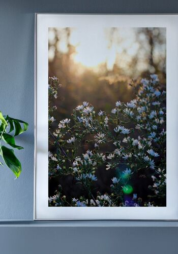 Affiche photographie prairie fleurie avec fleurs blanches - 30 x 40 cm 4