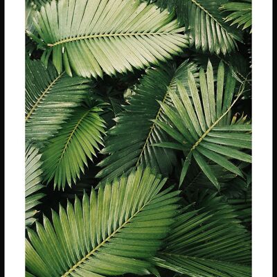 Photographie de feuilles de palmier vert - 21 x 30 cm