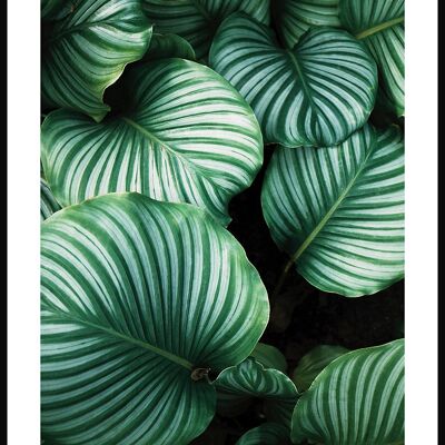 Green Plant Photograph with Striped Leaves - 21 x 30 cm